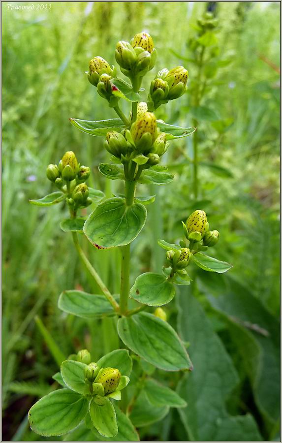 Изображение особи Hypericum maculatum.