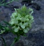 Sideritis hyssopifolia