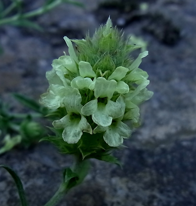 Image of Sideritis hyssopifolia specimen.