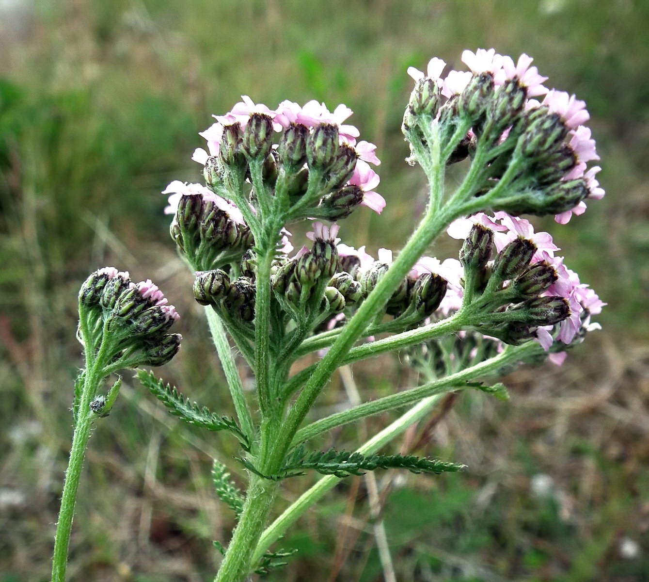 Изображение особи Achillea apiculata.