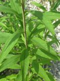 Solidago gigantea