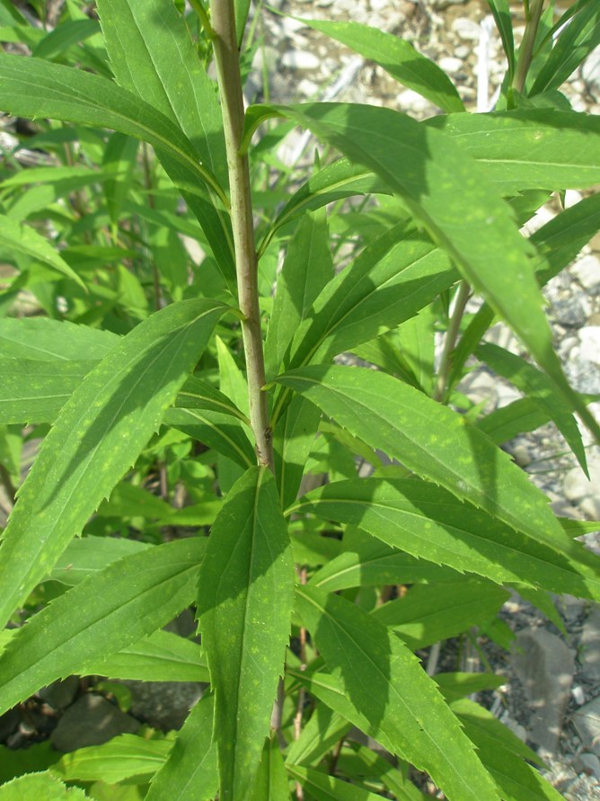 Image of Solidago gigantea specimen.