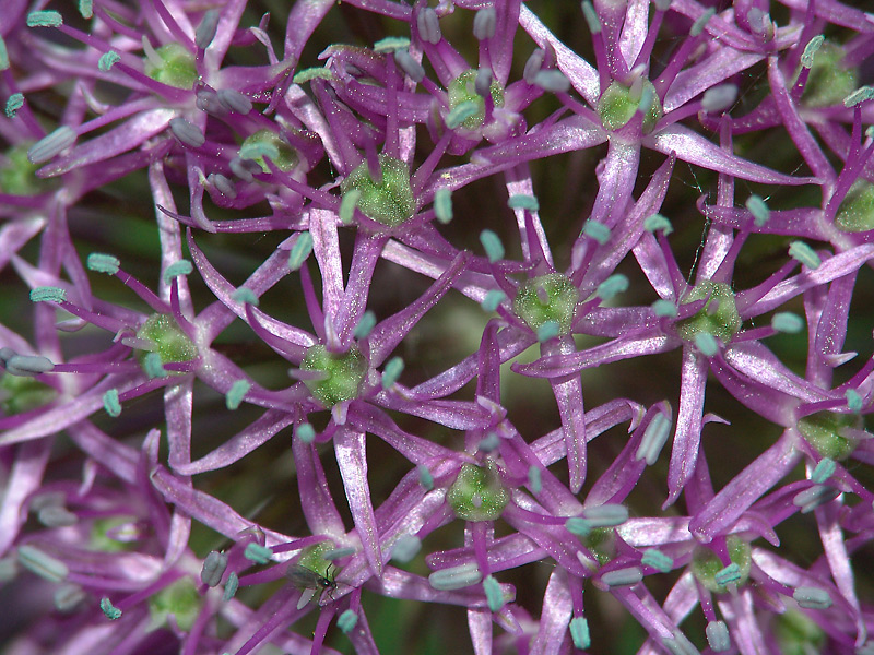 Изображение особи Allium stipitatum.