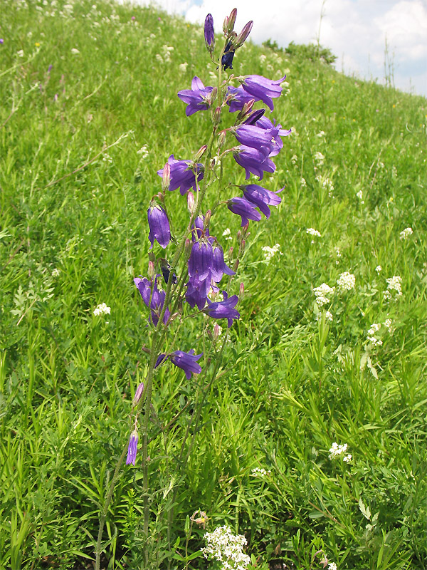 Image of Campanula sibirica specimen.