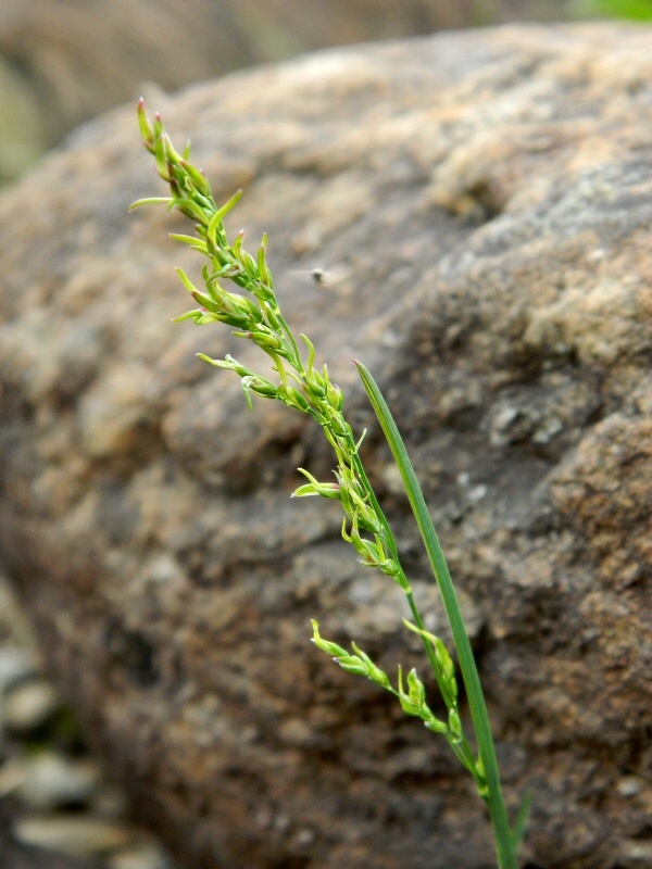 Изображение особи Poa alpigena ssp. colpodea.