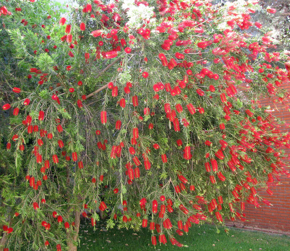 Image of Callistemon citrinus specimen.