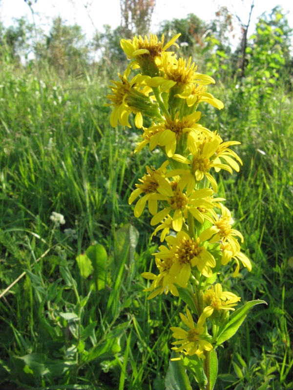 Изображение особи Solidago virgaurea ssp. lapponica.