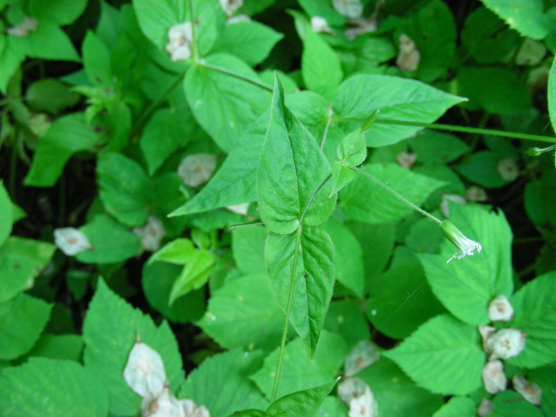 Изображение особи Stellaria nemorum.