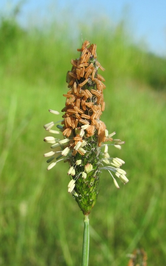 Image of Alopecurus geniculatus specimen.