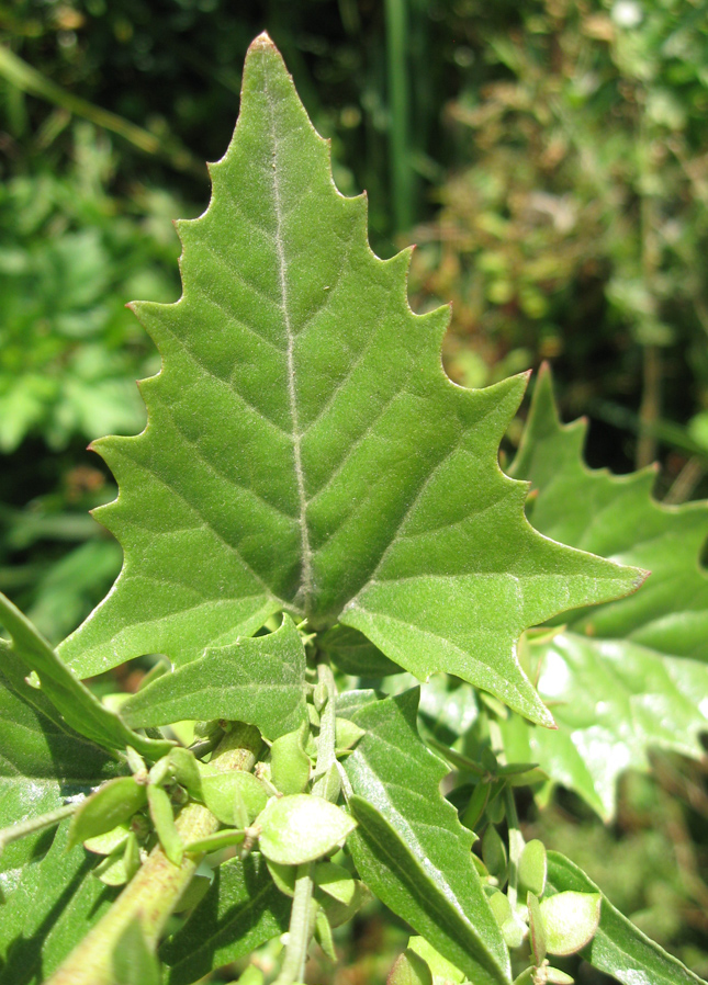 Изображение особи Atriplex sagittata.