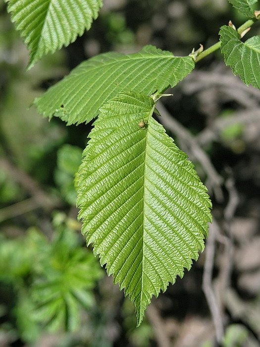 Изображение особи Ulmus laevis.