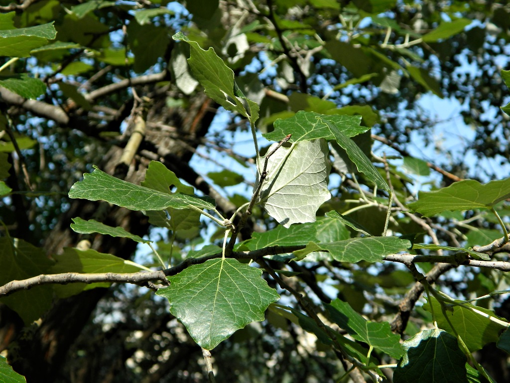 Изображение особи Populus alba.