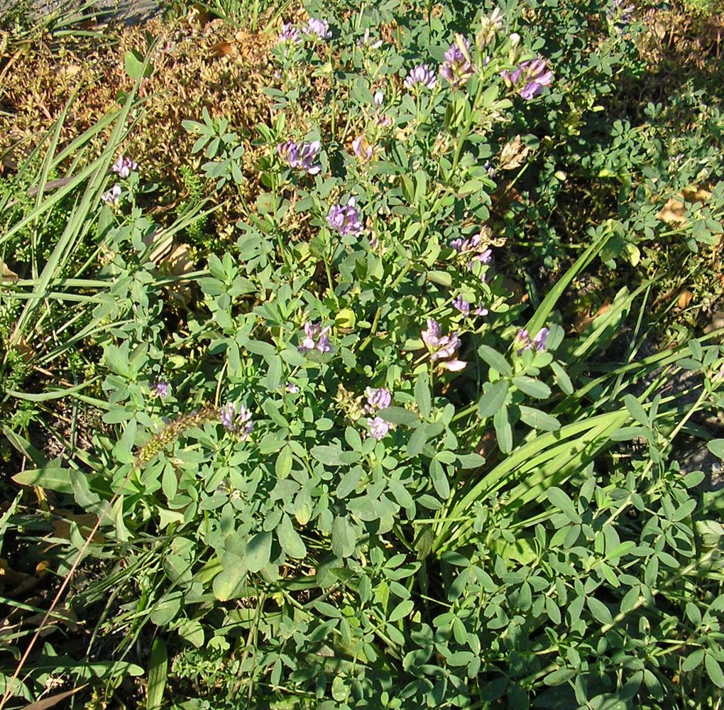 Image of Medicago sativa specimen.