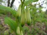 Polygonatum ovatum