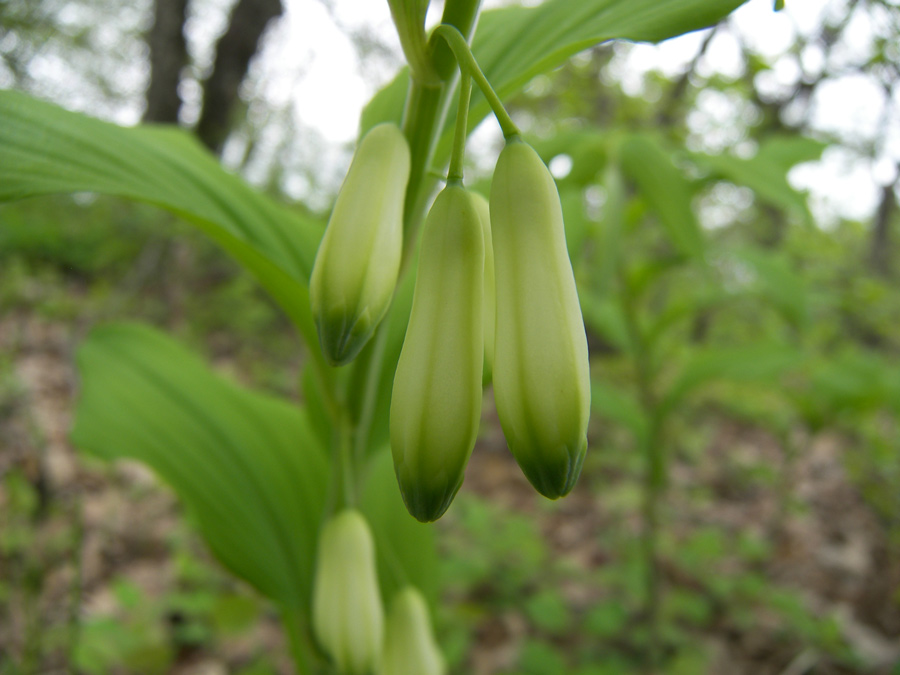 Изображение особи Polygonatum ovatum.