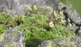 Saxifraga bryoides