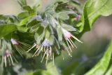 Solenanthus biebersteinii