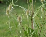 Dipsacus fullonum