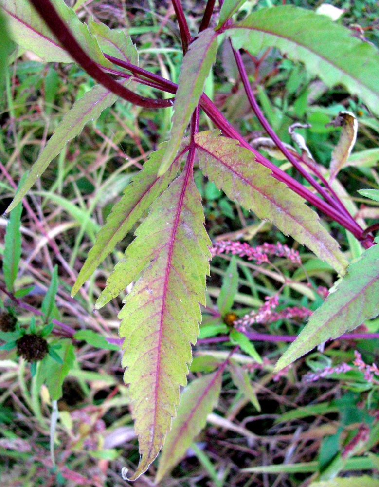 Image of genus Bidens specimen.