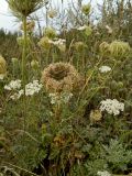 Daucus carota. Цветущее и плодоносящее растение. Смоленская обл., Смоленский р-н, пос. Каспля, обочина дороги. 29.08.2011.