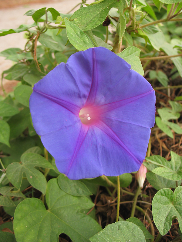 Изображение особи Ipomoea indica.