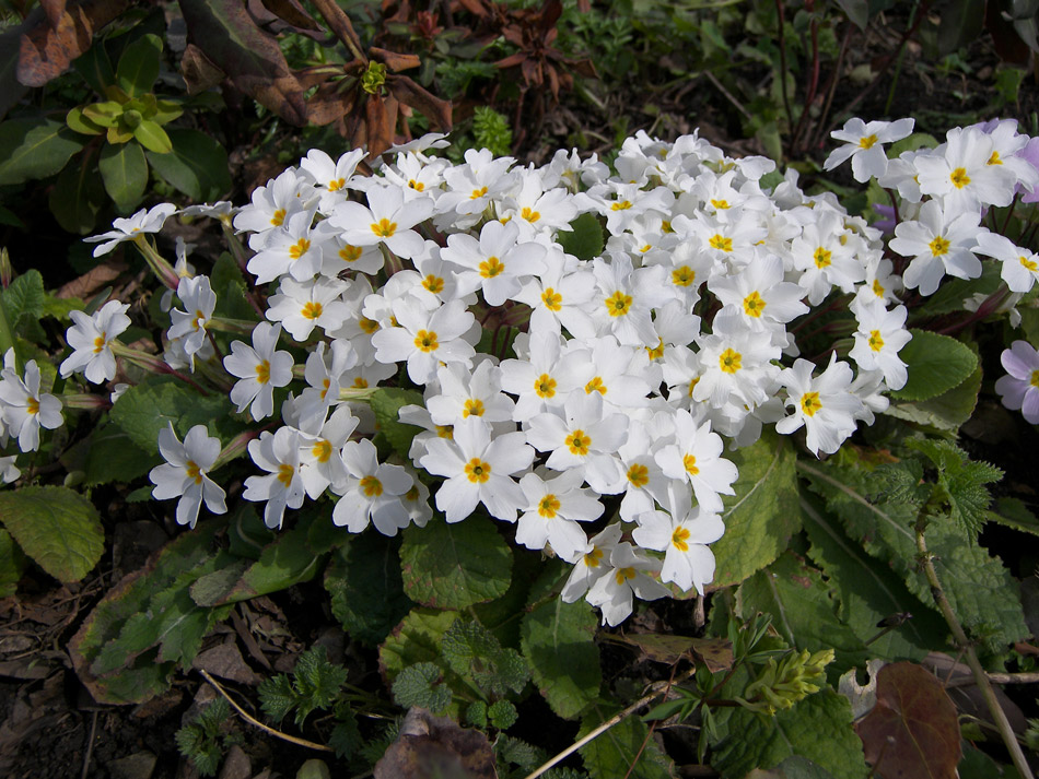 Image of Primula vulgaris specimen.
