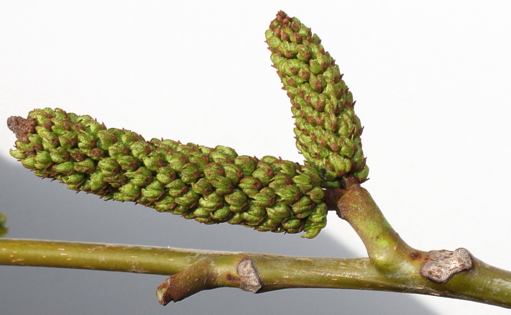 Image of Pterocarya fraxinifolia specimen.