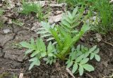 Valeriana wolgensis