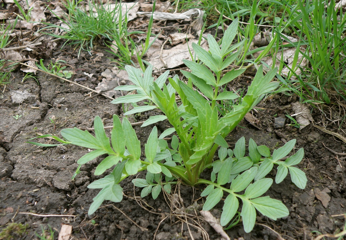 Image of Valeriana wolgensis specimen.