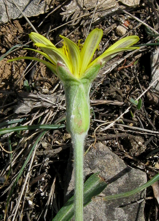 Image of Scorzonera mollis specimen.