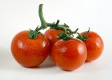 Lycopersicon esculentum. Зрелые плоды.
