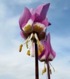 Erythronium sajanense