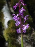 Orchis mascula