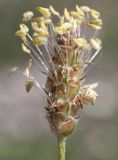 Plantago atrata