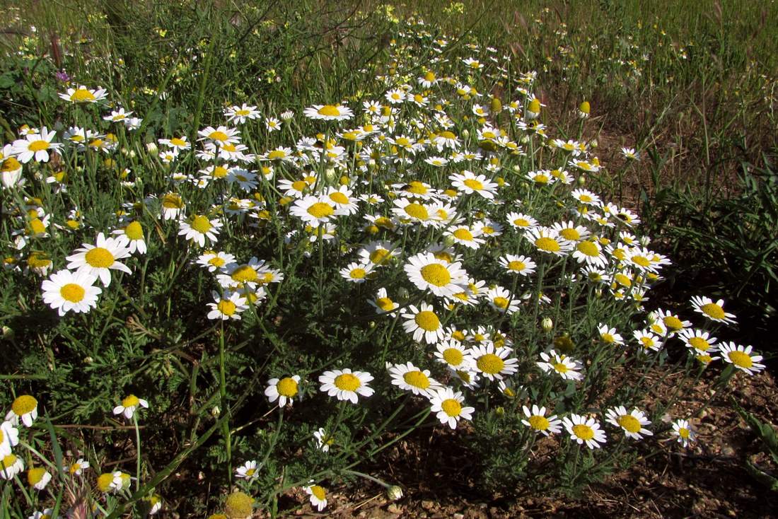 Изображение особи Anthemis ruthenica.