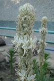 Asphodeline taurica