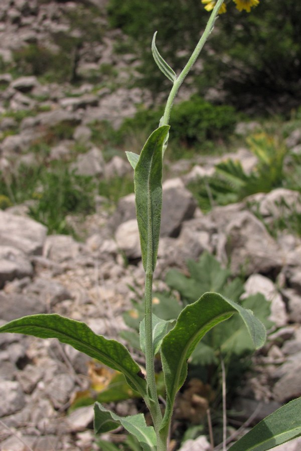 Изображение особи Pilosella echioides.