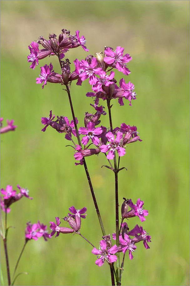 Изображение особи Viscaria vulgaris.