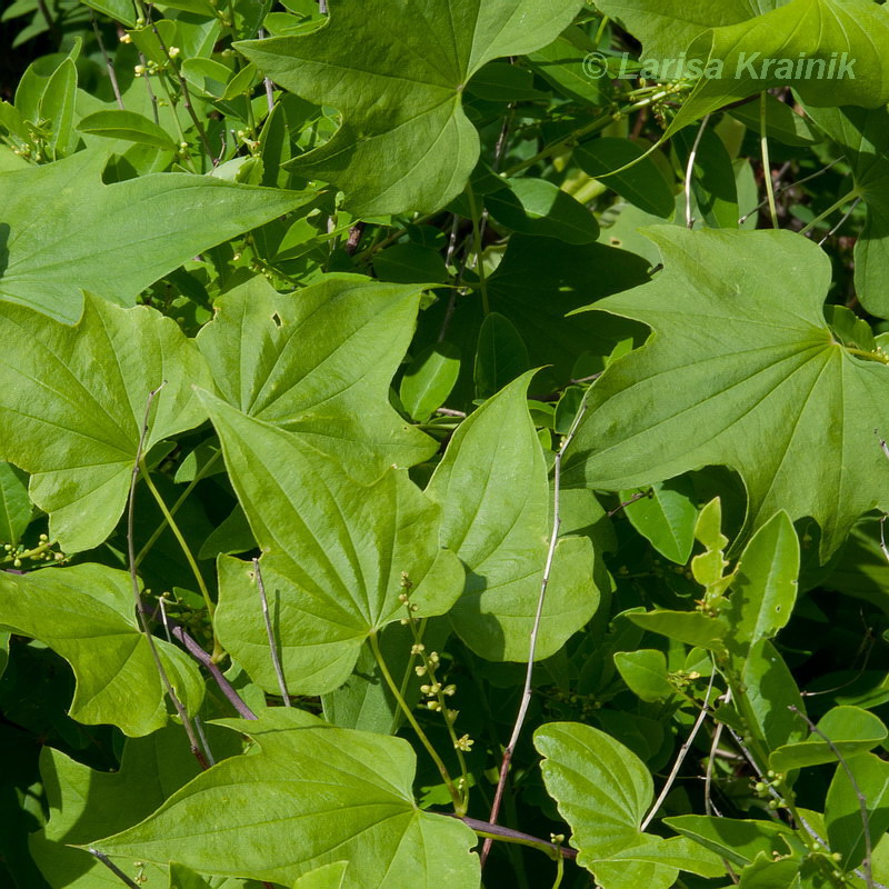 Изображение особи Dioscorea nipponica.