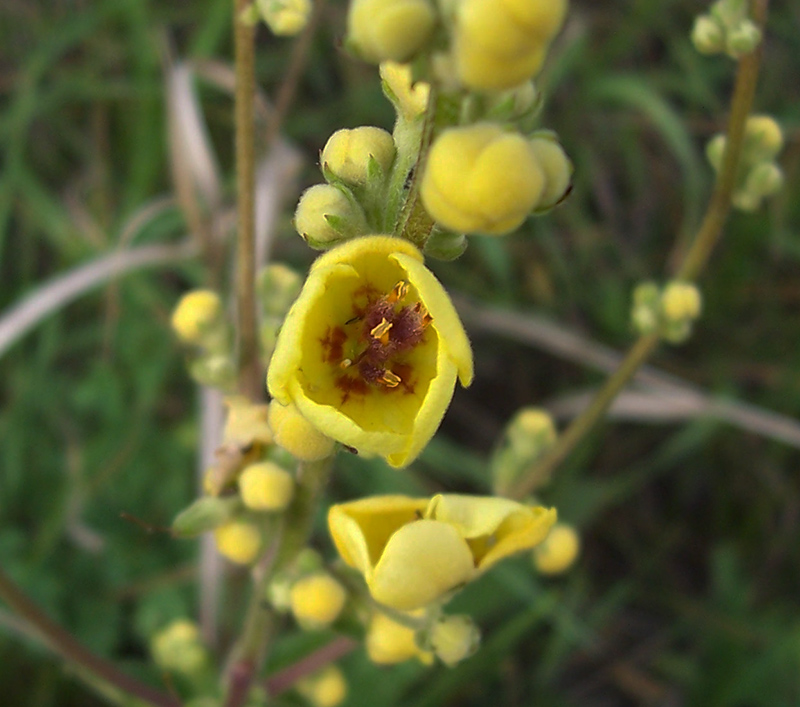 Изображение особи Verbascum marschallianum.