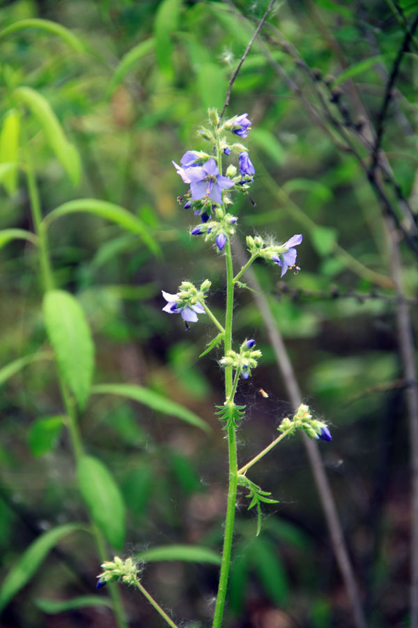 Image of Polemonium chinense specimen.