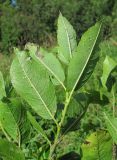 Salix myrsinifolia