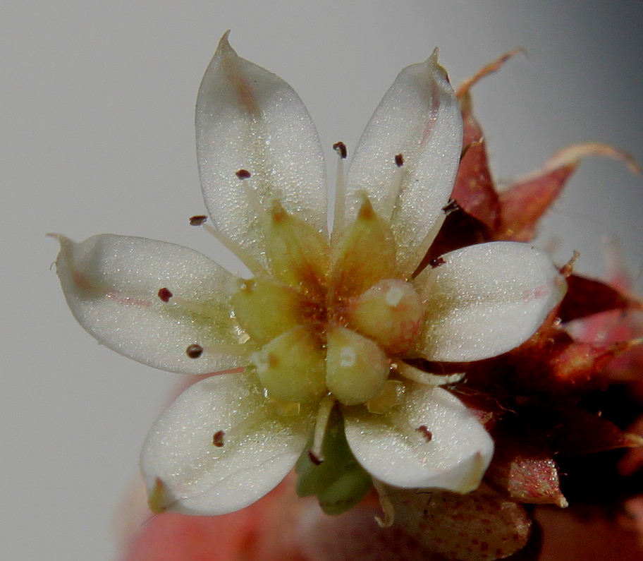 Image of Sedum hispanicum specimen.