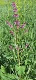 Salvia verticillata