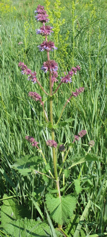 Изображение особи Salvia verticillata.