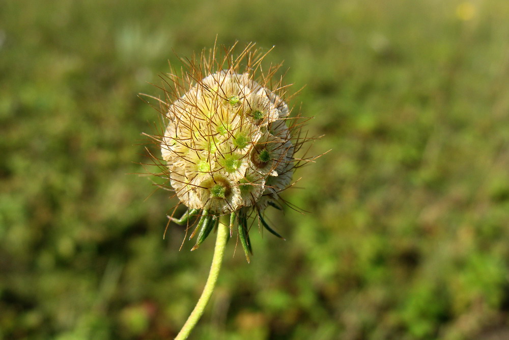 Image of Scabiosa ochroleuca specimen.