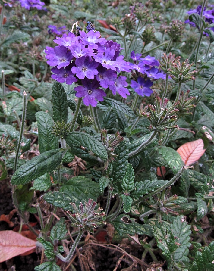 Image of Glandularia &times; hybrida specimen.