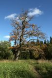 Quercus robur. Старое дерево с листьями в осенней окраске. Санкт-Петербург, г. Павловск, парк. 07.10.2012.