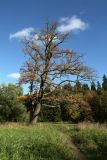 Quercus robur. Старое дерево с листьями в осенней окраске. Санкт-Петербург, г. Павловск, парк. 07.10.2012.