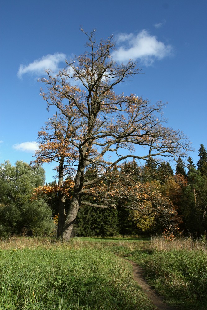 Изображение особи Quercus robur.